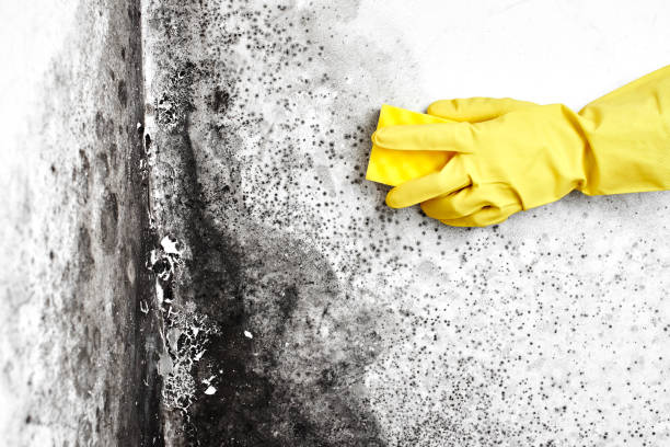Best Asbestos and Lead Testing During Mold Inspection  in Wallace, FL