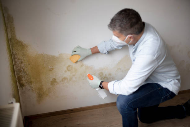Best Comprehensive Air Testing for Mold Contaminants  in Wallace, FL