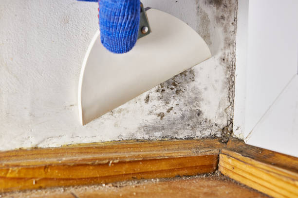 Best Black Mold Removal  in Wallace, FL