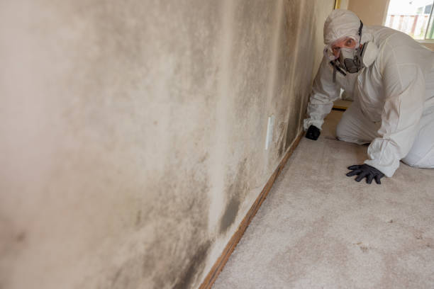  Wallace, FL Mold Removal Pros